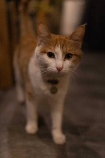 北京归浦北海四合院酒店(西单金融街店)图片