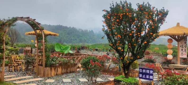 婺源茶园小院图片