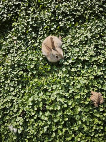 天府逸云大酒店(成都天府国际机场店)图片