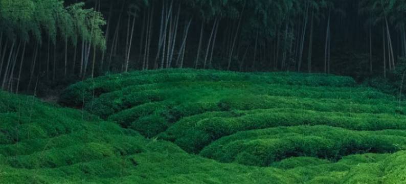 莫干山莫等闲美宿图片