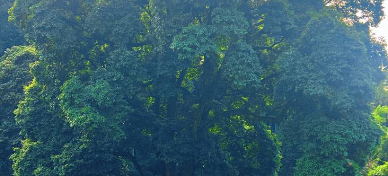 峨眉山悦庄清音汤泉民宿图片