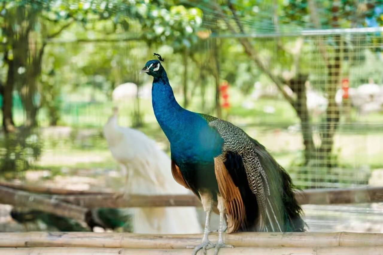 龙岩冠豸秘谷佰翔度假酒店图片