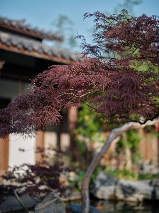 武夷山·倾城山色｜PASTORAL SCENERY茶文化行馆(三姑度假区店)图片