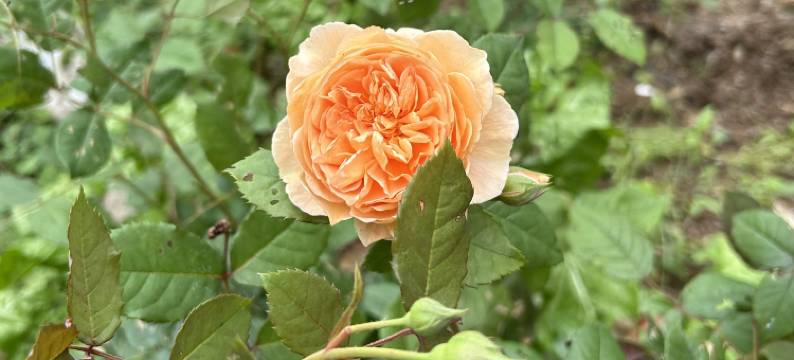 天意谷姐妹农家乐图片