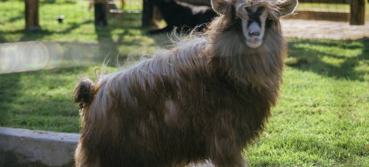 橘若行馆(崇武古渡码头)图片