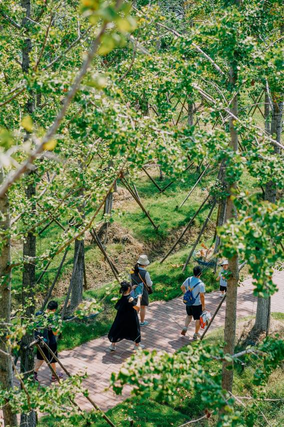 嘉兴飞鸟集丨万棵银杏·千亩湖域·宠物友好·音乐现场·度假民宿图片