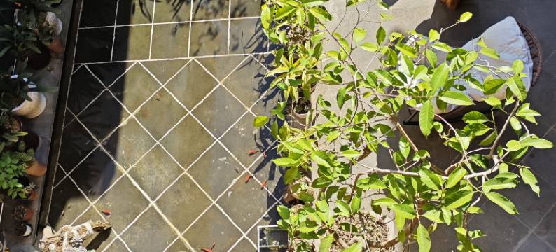 腾冲遇缘民宿图片