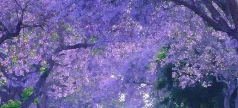 昆明花之城豪生国际大酒店图片