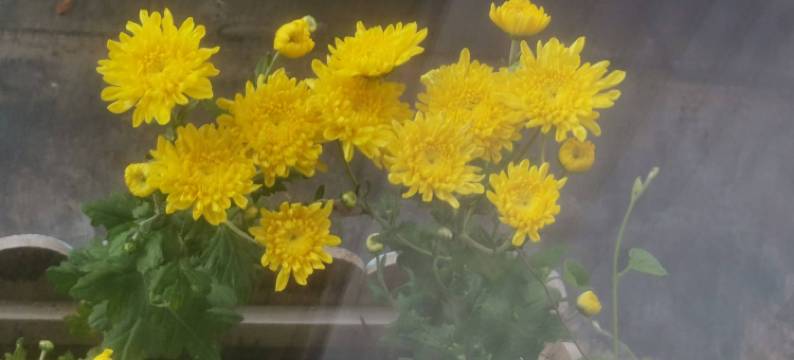 星诚悦客民宿酒店(重庆悦来国博会展中心店)图片