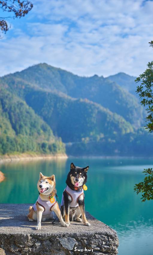 那山那水·森林营地图片