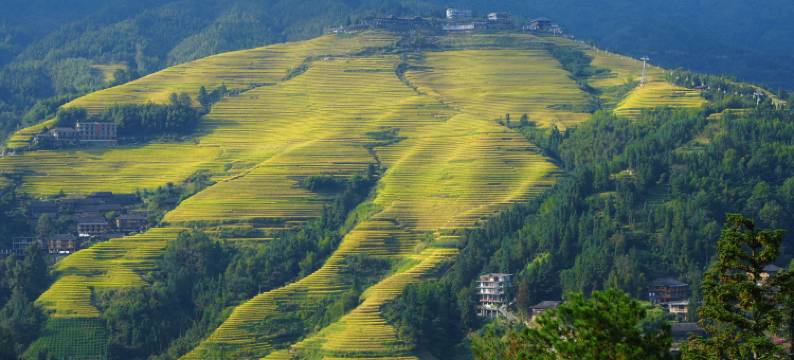 花筑·观禾野趣民宿(龙脊梯田金坑大寨二号观景台店)图片