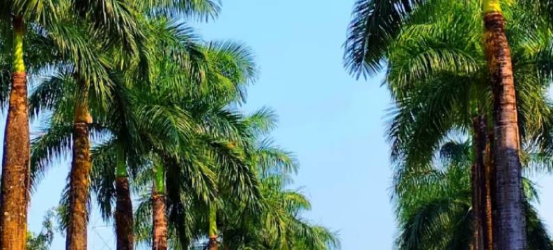 芒市云曼民宿(芒市广场德宏机场店)图片