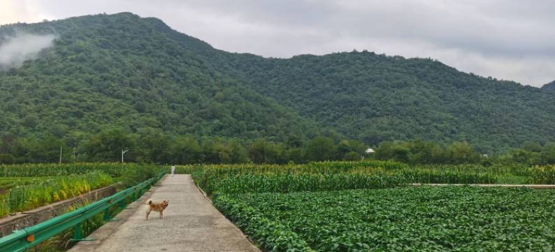 石台梦舍雅居民宿(仙寓镇店)图片