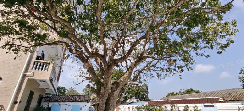 海川·渼樹(涠洲岛店)图片