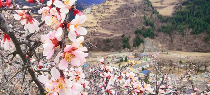花筑·唐拉颇章·悬崖藏地民宿(牟尼沟风景区店)图片
