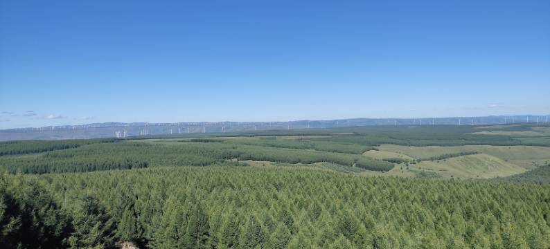 富贵树农家院图片