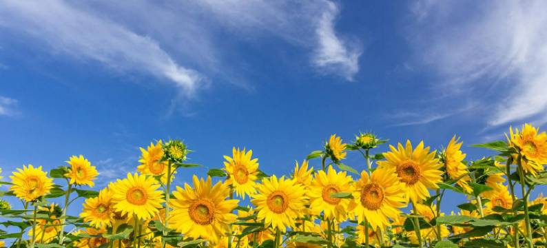 时光之旅民宿(开封清明上河园店)图片