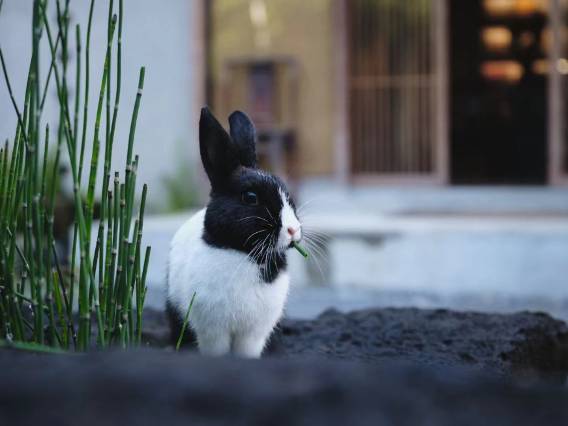 良宵隐·WONDERLAND INN图片