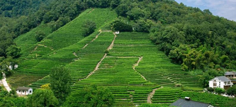 杭州茗涞采民宿图片