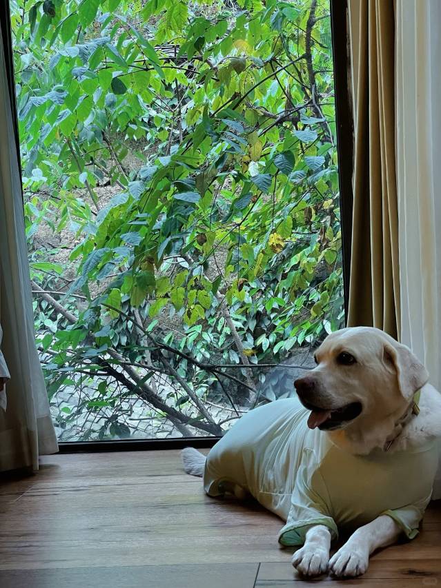 安吉白茶小镇COZY·亮点亲宠度假庄园(白茶观景平台店)图片