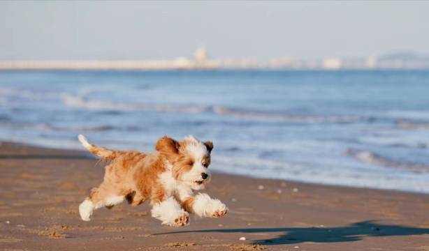 湄洲岛丨Seascape石花沁·海滨休闲度假美宿(妈祖庙店)图片