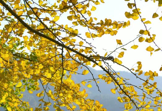 Suizhou Naked Home GRAND Hotel Hotel Overview