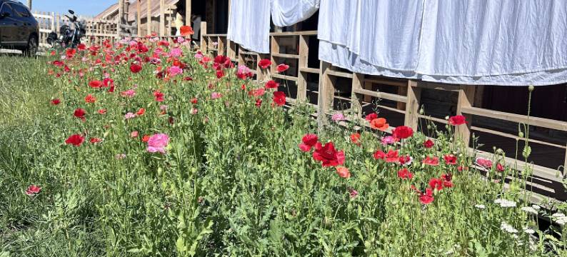 欢栖静舍民宿图片