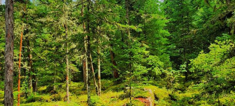 漫庭酒店(兴安国家森林公园店)图片