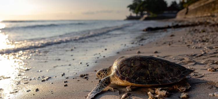 七梦普拉玛体验(Seven Dreams A Pramana Experience)图片