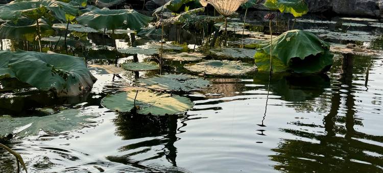 南陵徽府·和合园图片