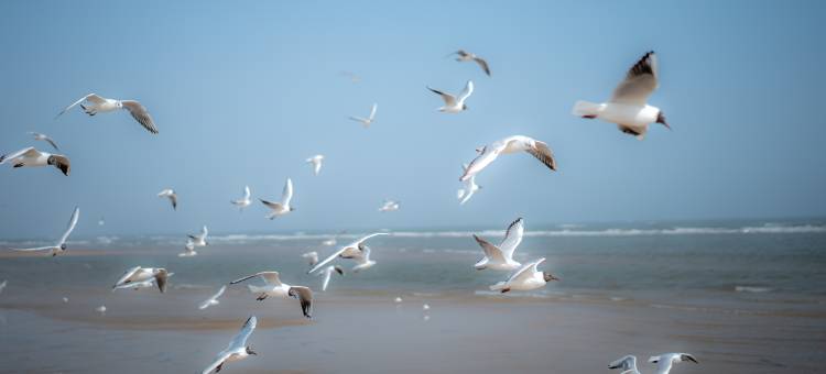 AnMan 安曼·沙滩海宿图片