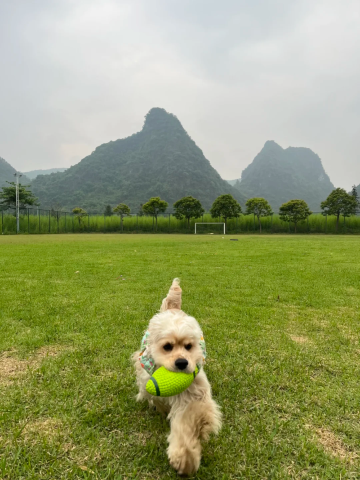 清远千影悦·生态研学·亲子农旅帐篷民宿图片