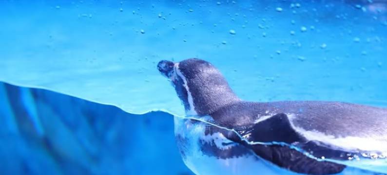 大梅沙爱琴海全海景酒店公寓(深圳总店)图片