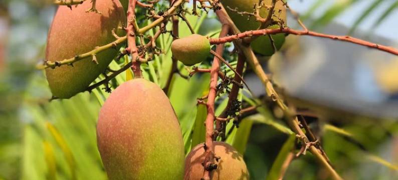 西双版纳景洪栖子堂·隐世湖畔野奢度假民宿(嘎洒国际机场店)图片