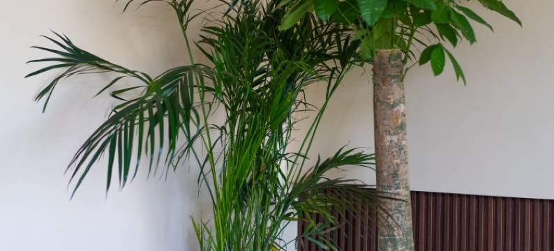 逸居·禅意星空轻奢亲子度假庭院民宿(九华山游客换乘中心店)图片