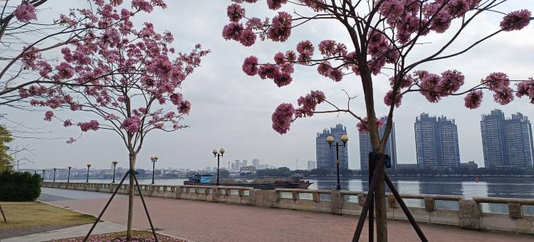 希尔登国际公寓(越秀天荟江湾南洲地铁站店)图片