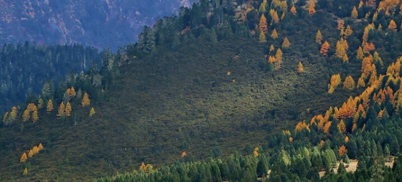 林芝·鲁朗丨Natural oxygen bar财鹿庄园(鲁朗国际旅游小镇店)图片