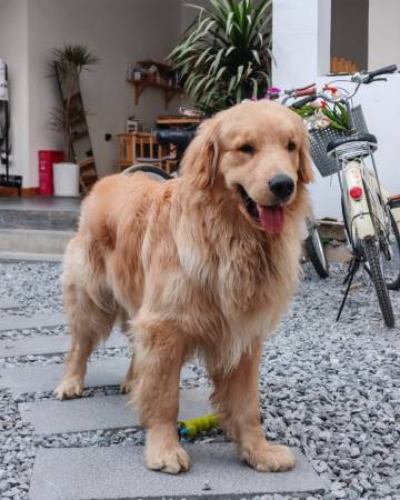 大理洱海予初民宿(洱海生态廊道店)图片