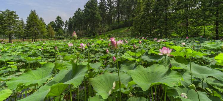安吉绿郡龙山驿酒店图片