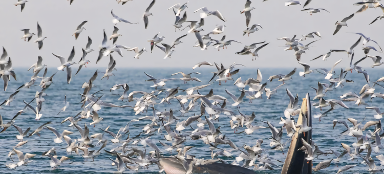 涠洲岛三川海景酒店(贝壳沙滩店)图片