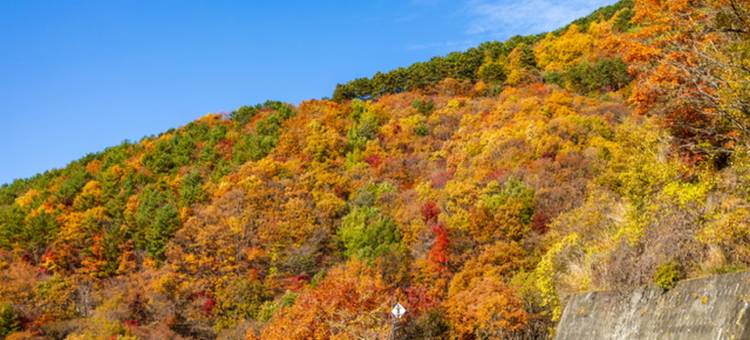 那須高雄温泉ロッジほったらかしの宿悠利(YU-FURI NASU-TAKAO ONSEN LODGE)图片