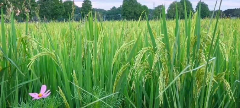 稻梦空间民宿(中山崖口店)图片