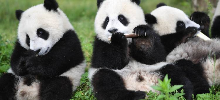 如家酒店.neo(成都东郊记忆理工大学店)图片