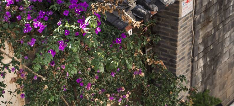 丽江叁伍號院民宿图片