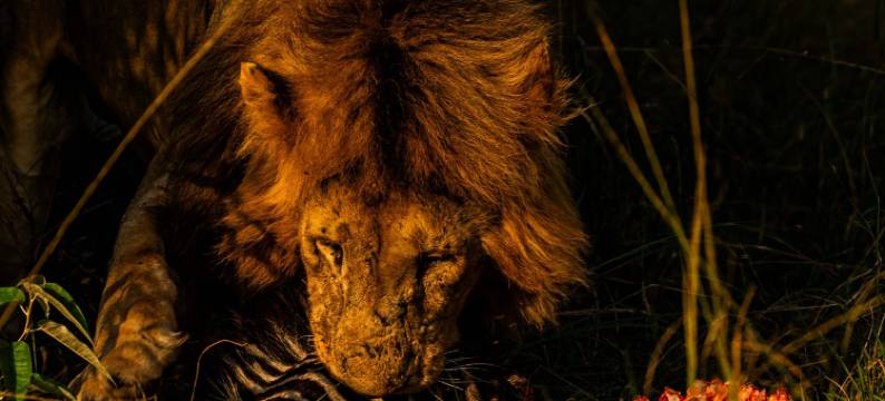 皇家马拉野奢营地(Royal Mara Safari Lodge)图片