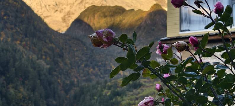 德钦逸云庭客栈图片