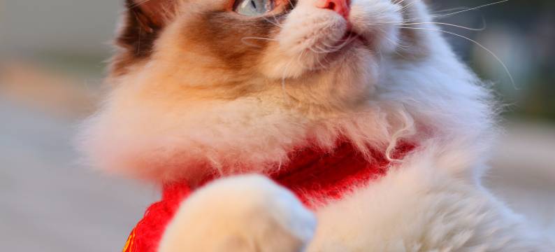 森屿鹿民宿(重庆奥体中心重医附一院店)图片