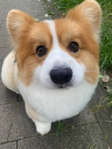 珠珠酒店(上海浦东国际机场店)图片