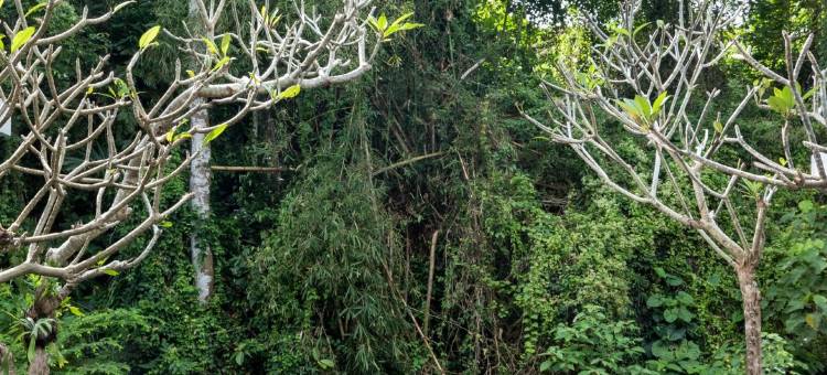 阿迪瓦纳乌纳吉河畔酒店(Adiwana Unagi Riverfront)图片