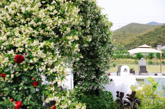 莫干山.山里猫居.森系温汤度假美宿图片
